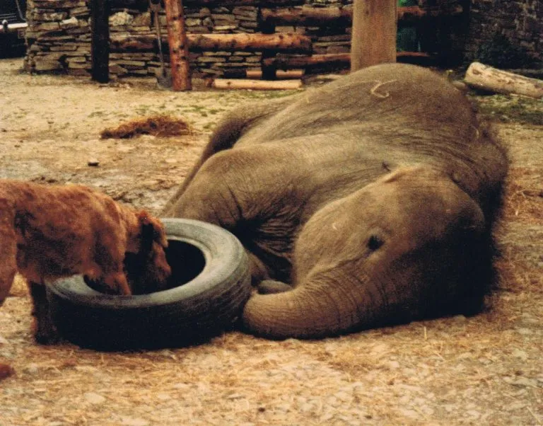 A baby elephant sleeping with a tyre and a dog.