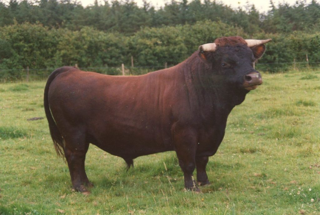 A Welsh Dexter Bull called Tamboura at the Skanda Vale Goshala
