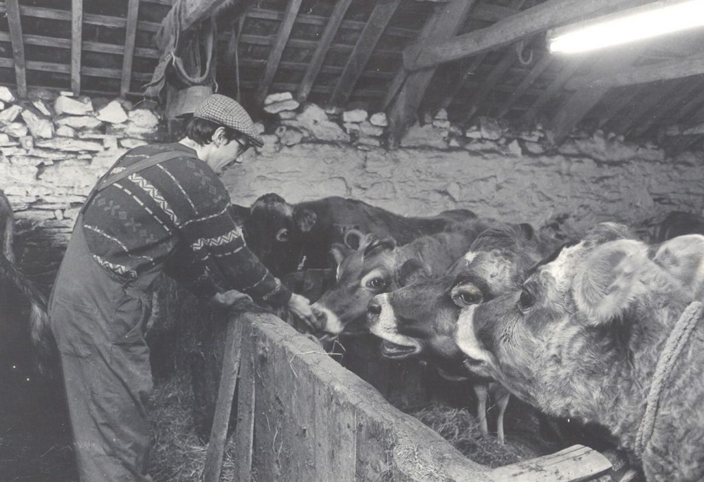 A herd of Jersey cows at the Skanda Vale Ashram Goshala
