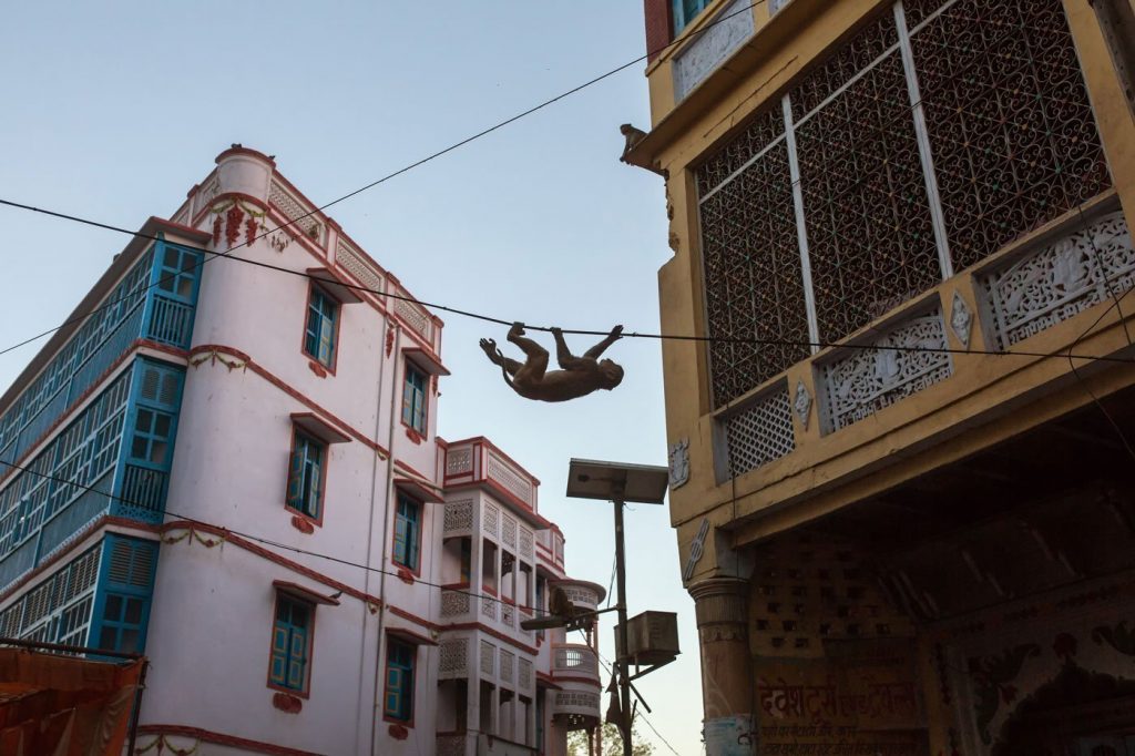 Highwire monkey in Vrindavan