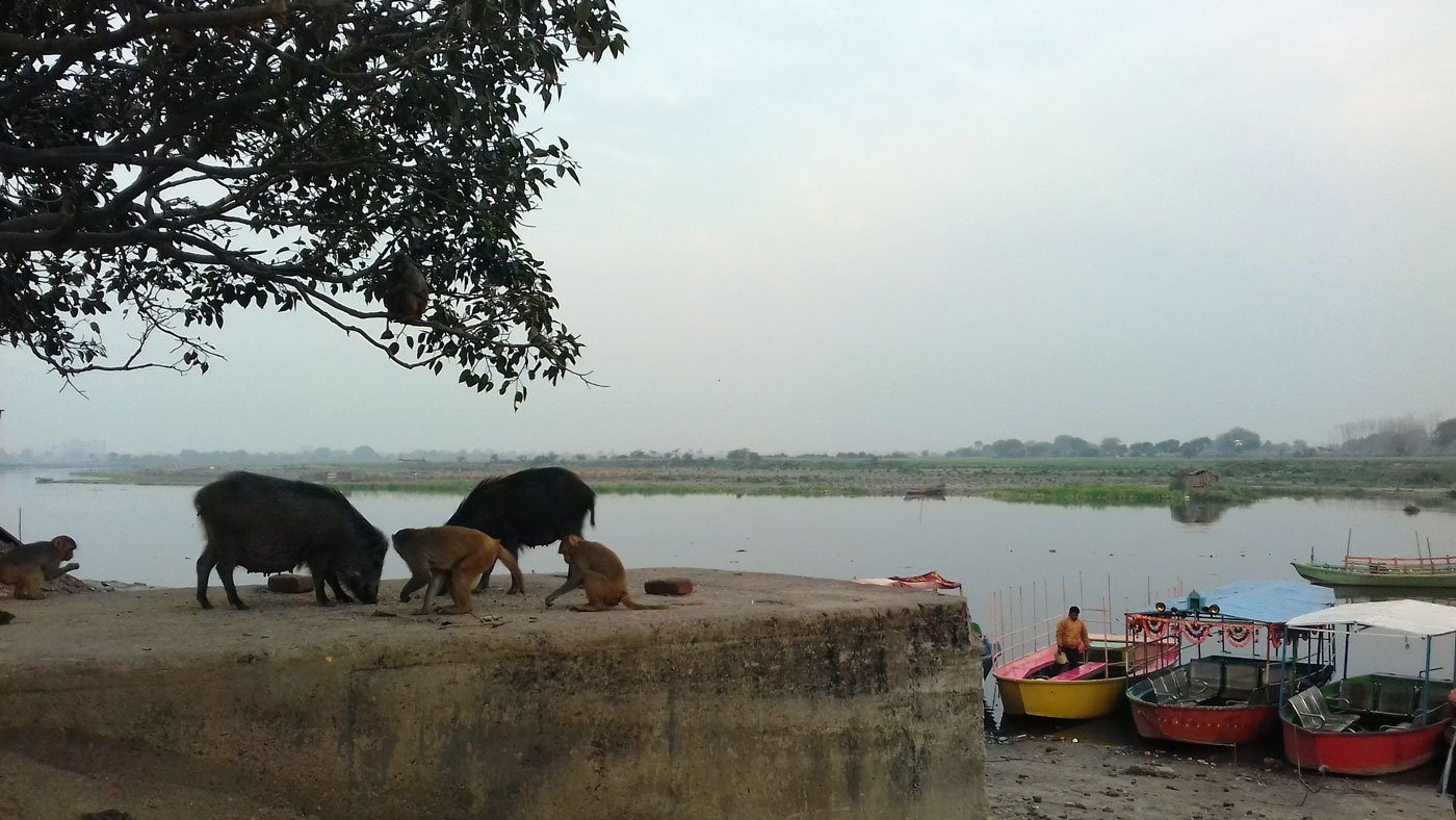 Monkeys & pigs on the banks of the Yamuna river in Vrindavan