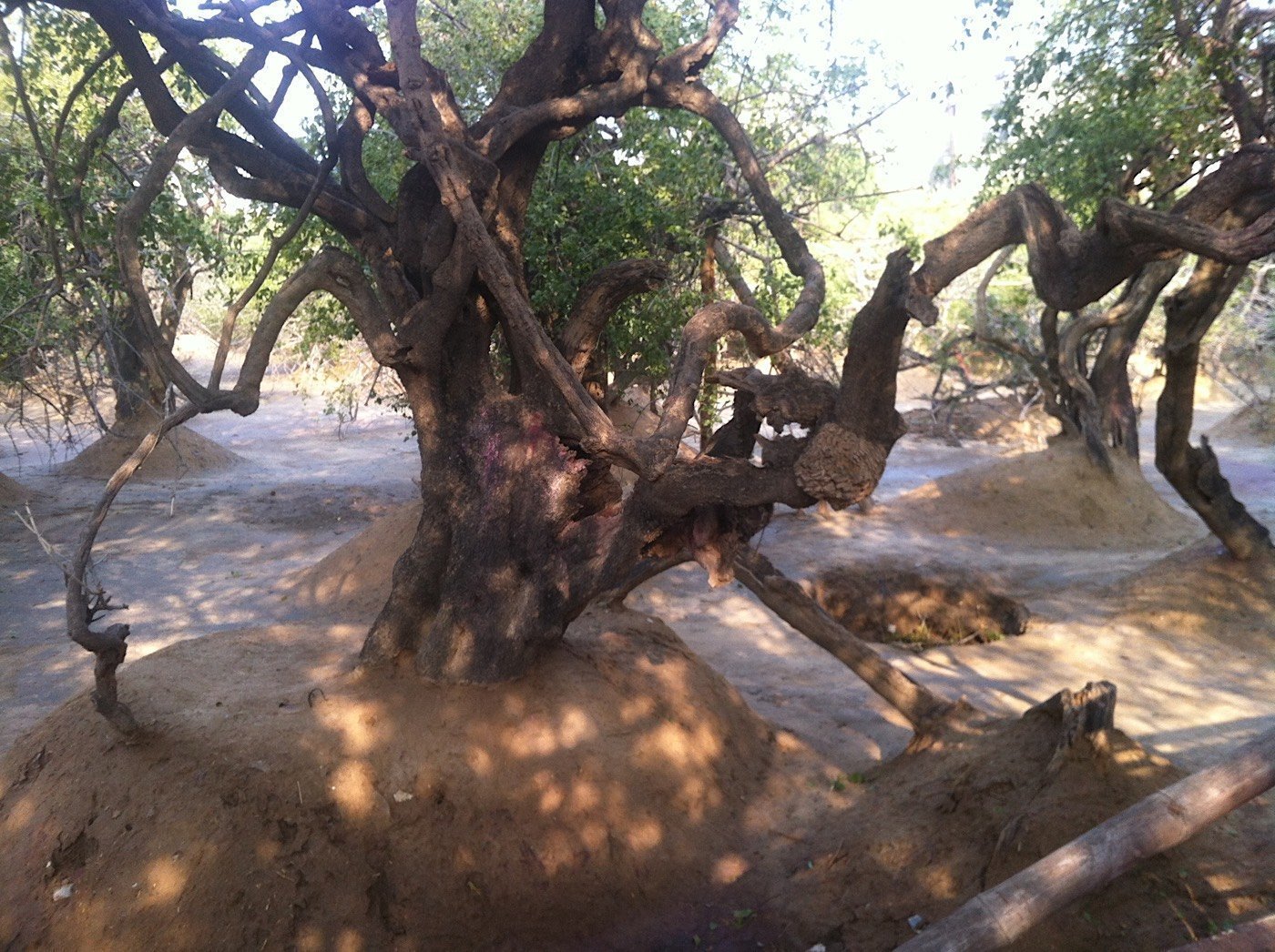 Tulsi trees in Nidhivan Forest – Vrindavan