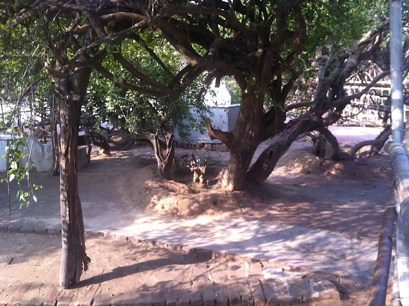 A path through the tulsi trees