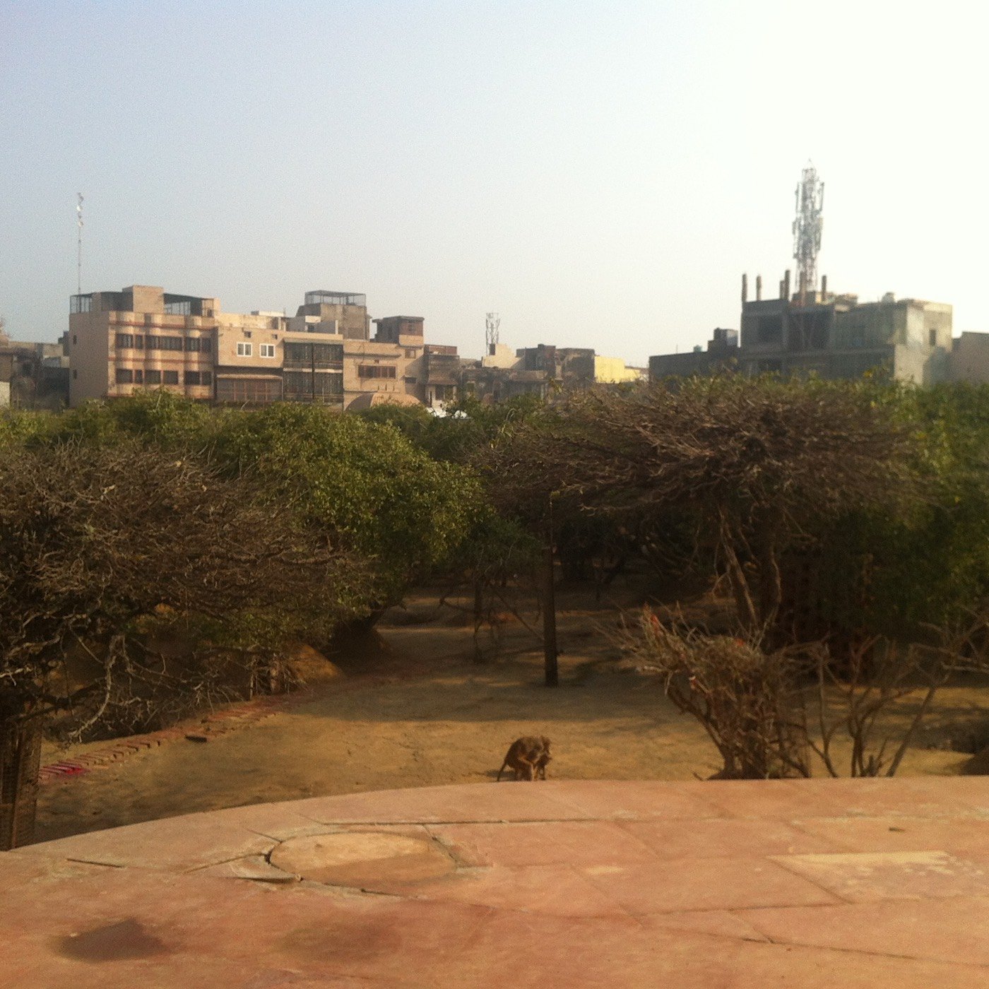 Nidhivan forest from a distance with city skyline in the background