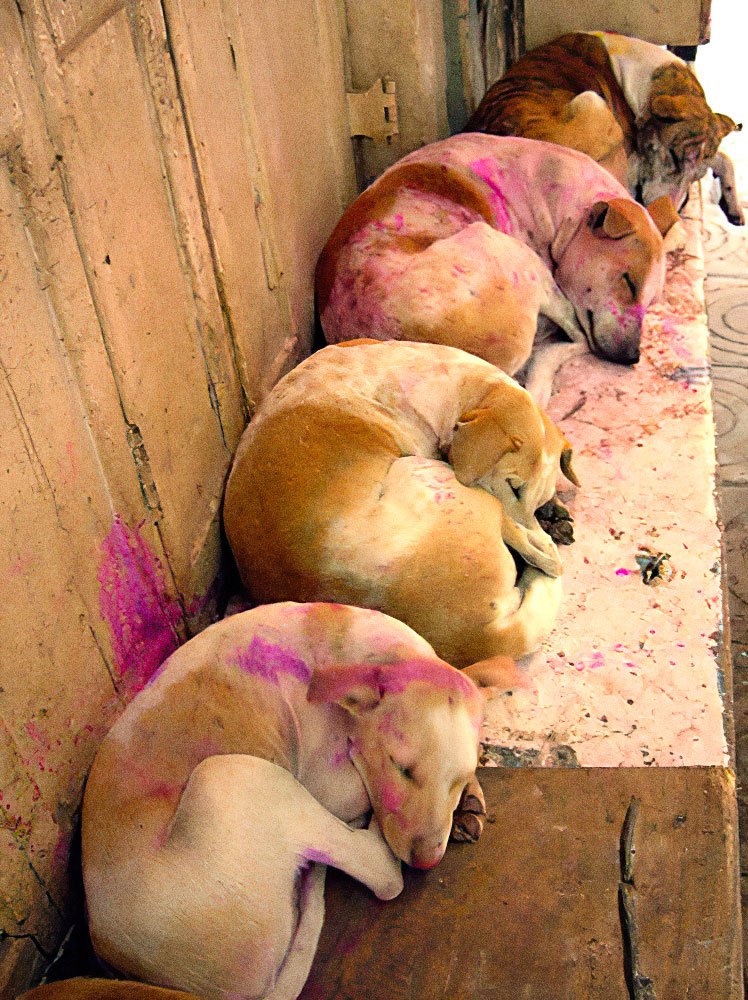 A pack of dogs covered in powdered paint after Holi celebration in Varanasi