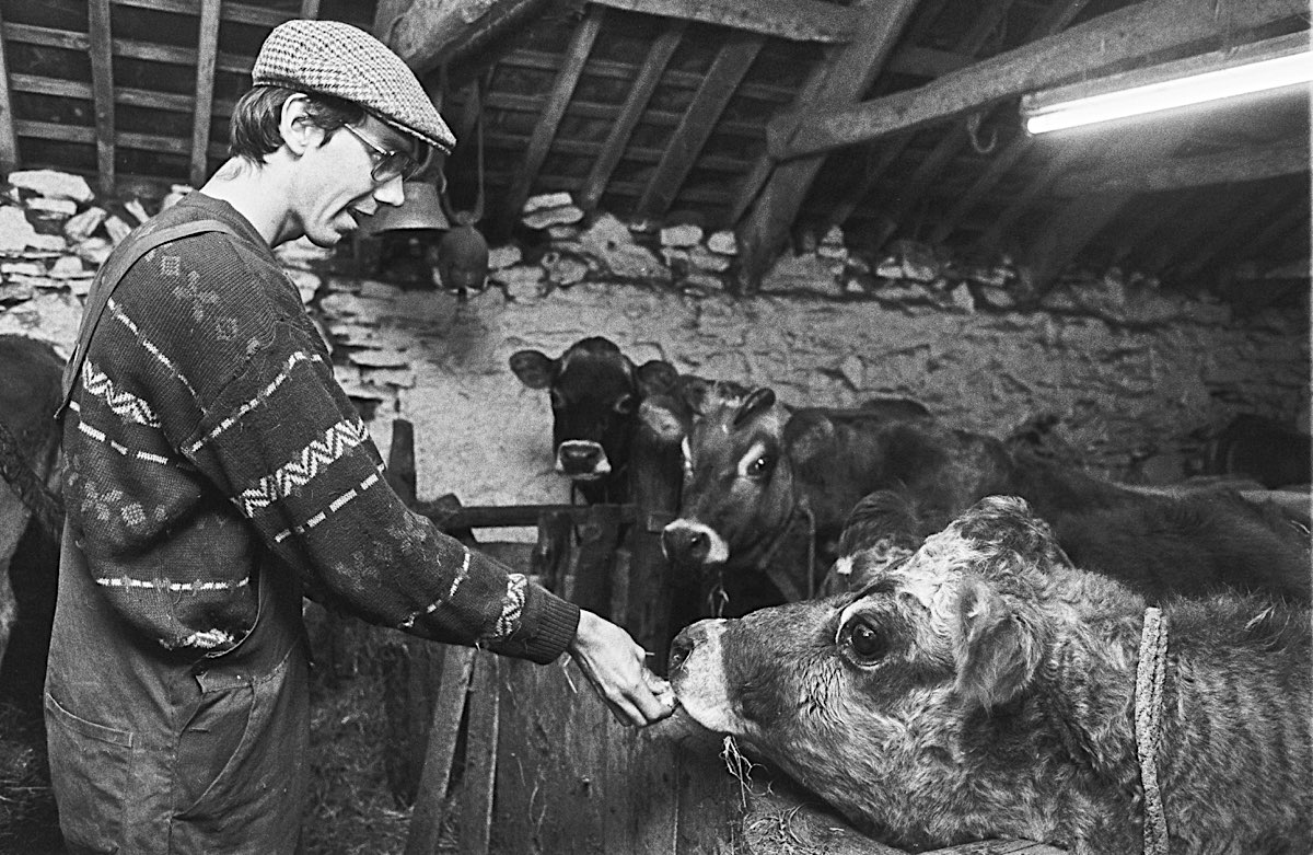 Swami Suryananda with the cows
