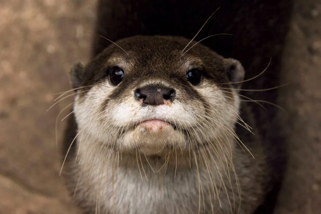 Otter looking straight at the camera