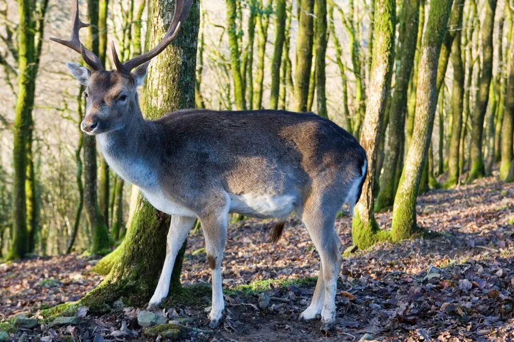 A stag in oak woodland at Skanda Vale