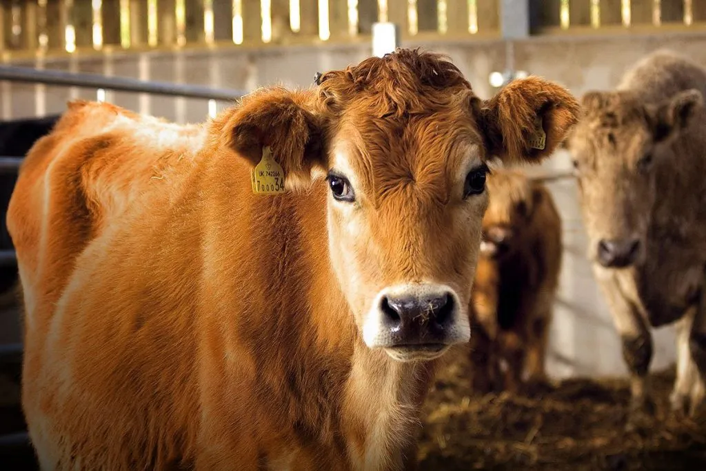 A jersey cow at Skanda Vale Ashram