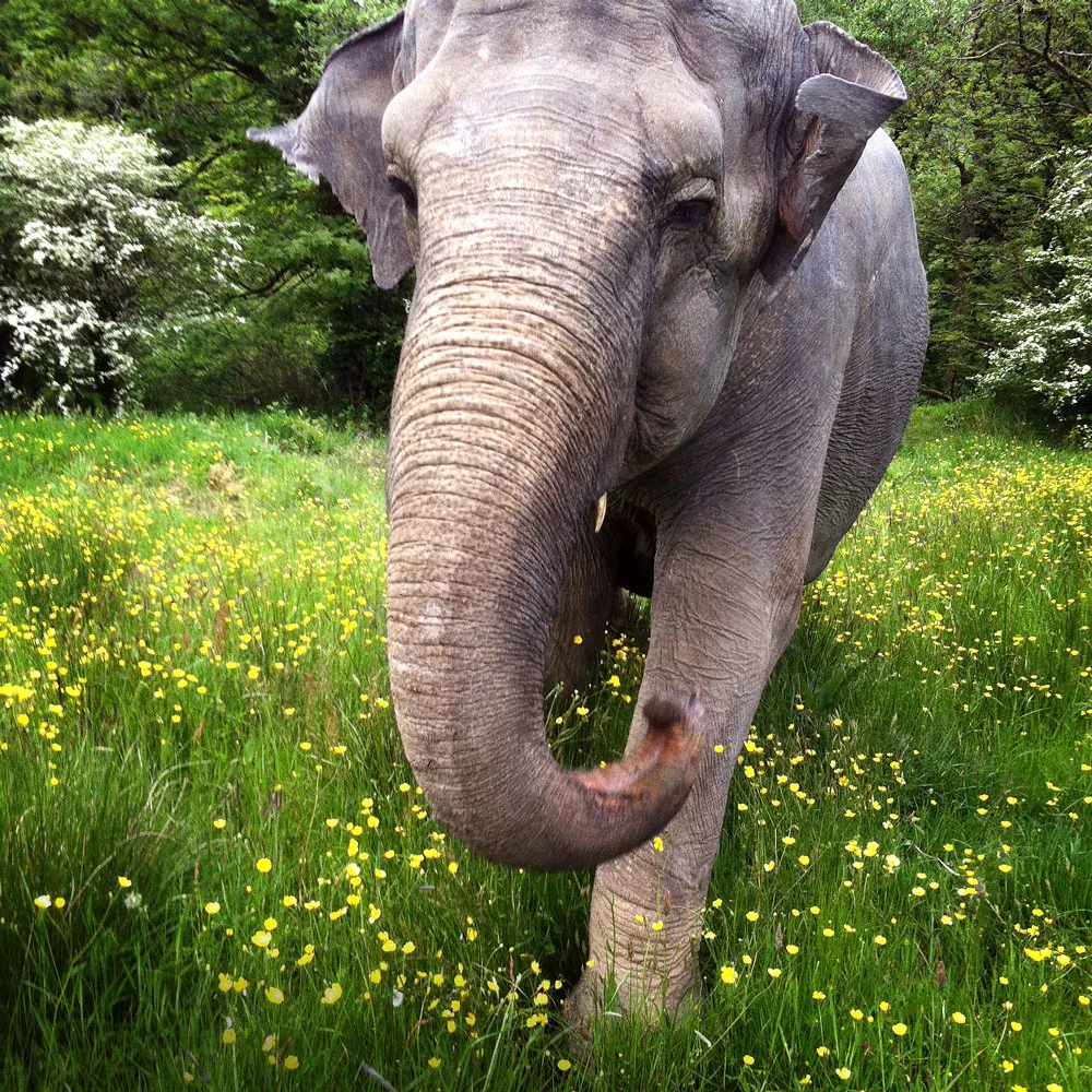 Valli the temple elephant at Skanda Vale