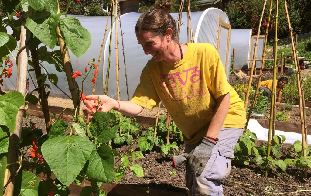 Working in the ashram vegetable garden