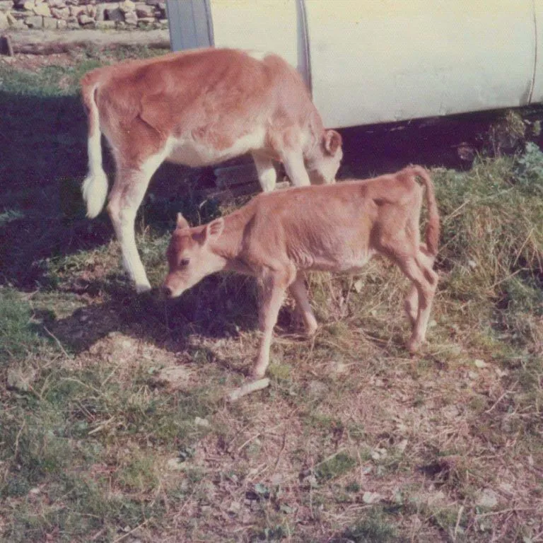 Two Jersey cows by a caravan at Skanda Vale in the 1970's