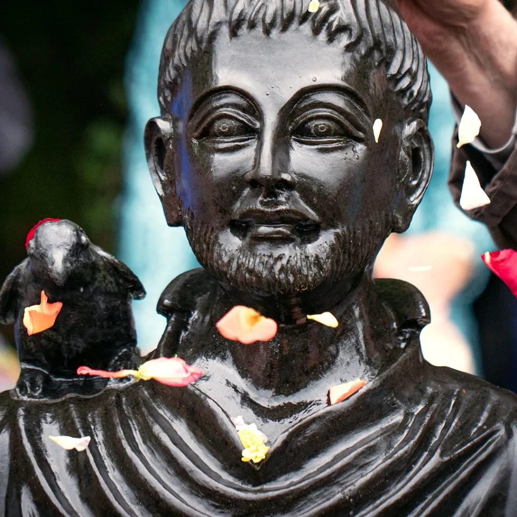 A statue of St Francis with flower petals